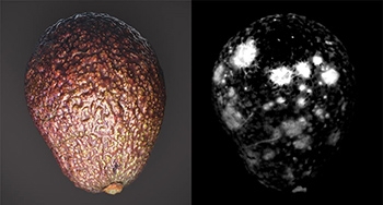 When to Choose a Multispectral or Hyperspectral Camera (or Both) for Fruit Inspection